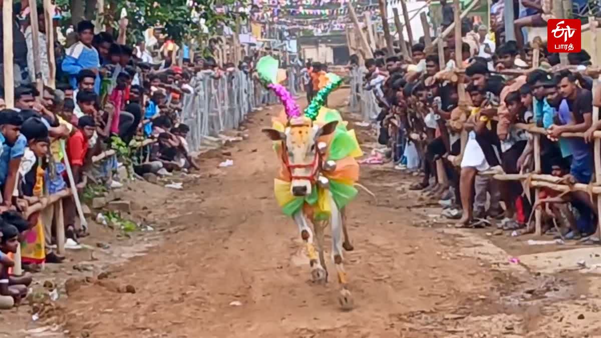 சோழவரம் மஞ்சுவிரட்டு விழாவில் சீறிப்பாய்ந்த காளை