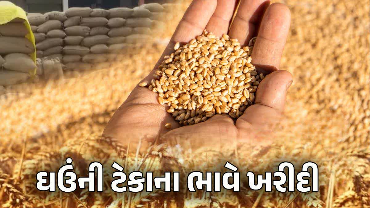 ઘઉંની ટેકાના ભાવે થશે ખરીદી