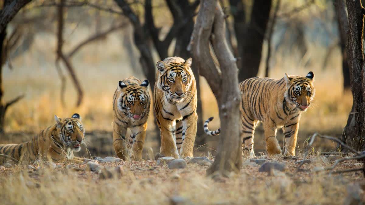 TIGER FAMILY SEEN JUNGLE SAFARI