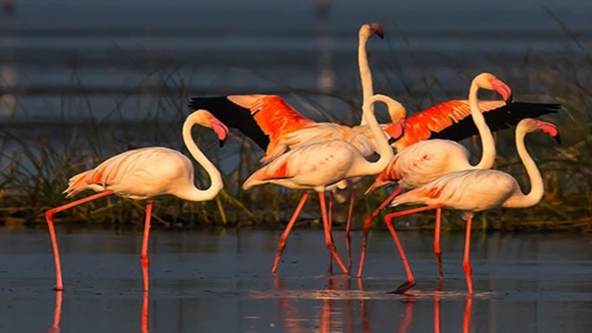 Annual Bird Census In Odisha