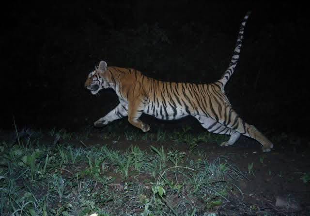 TIGER IN BEMETARA