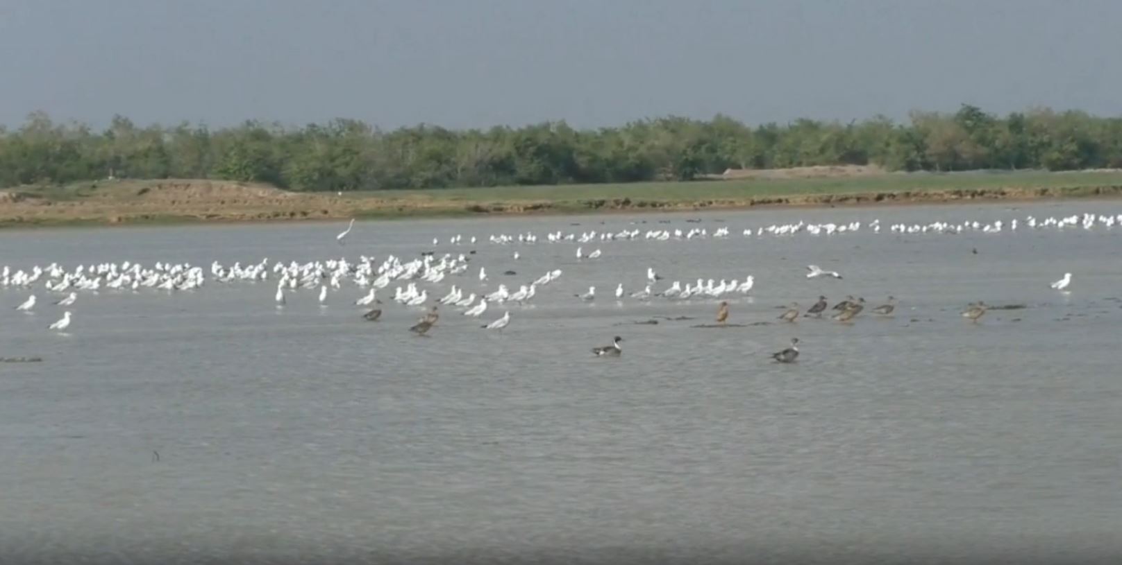 ANNUAL BIRD CENSUS START