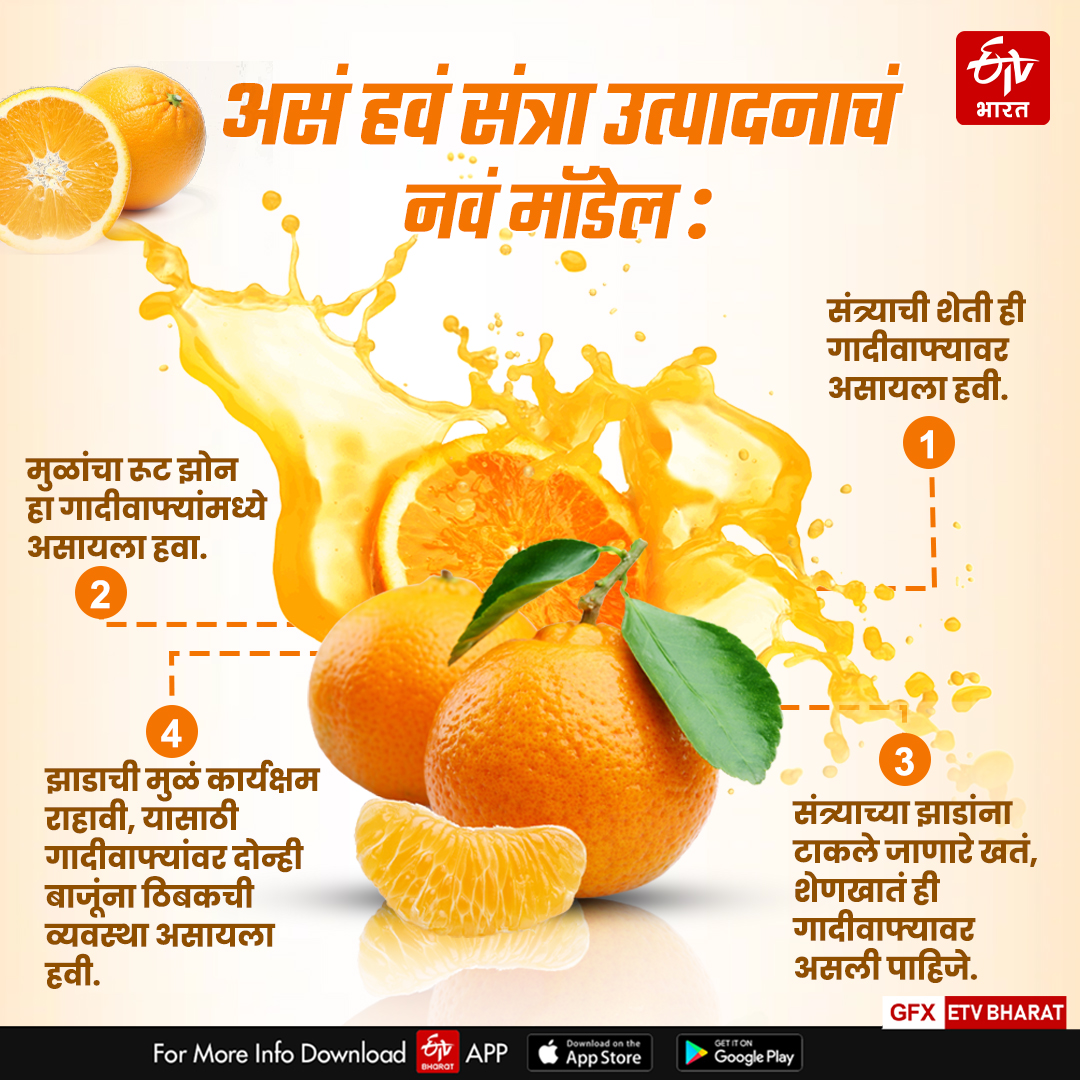 Vidarbha oranges how to get a premium market for oranges for expert what experts says read ETV Bharat special report