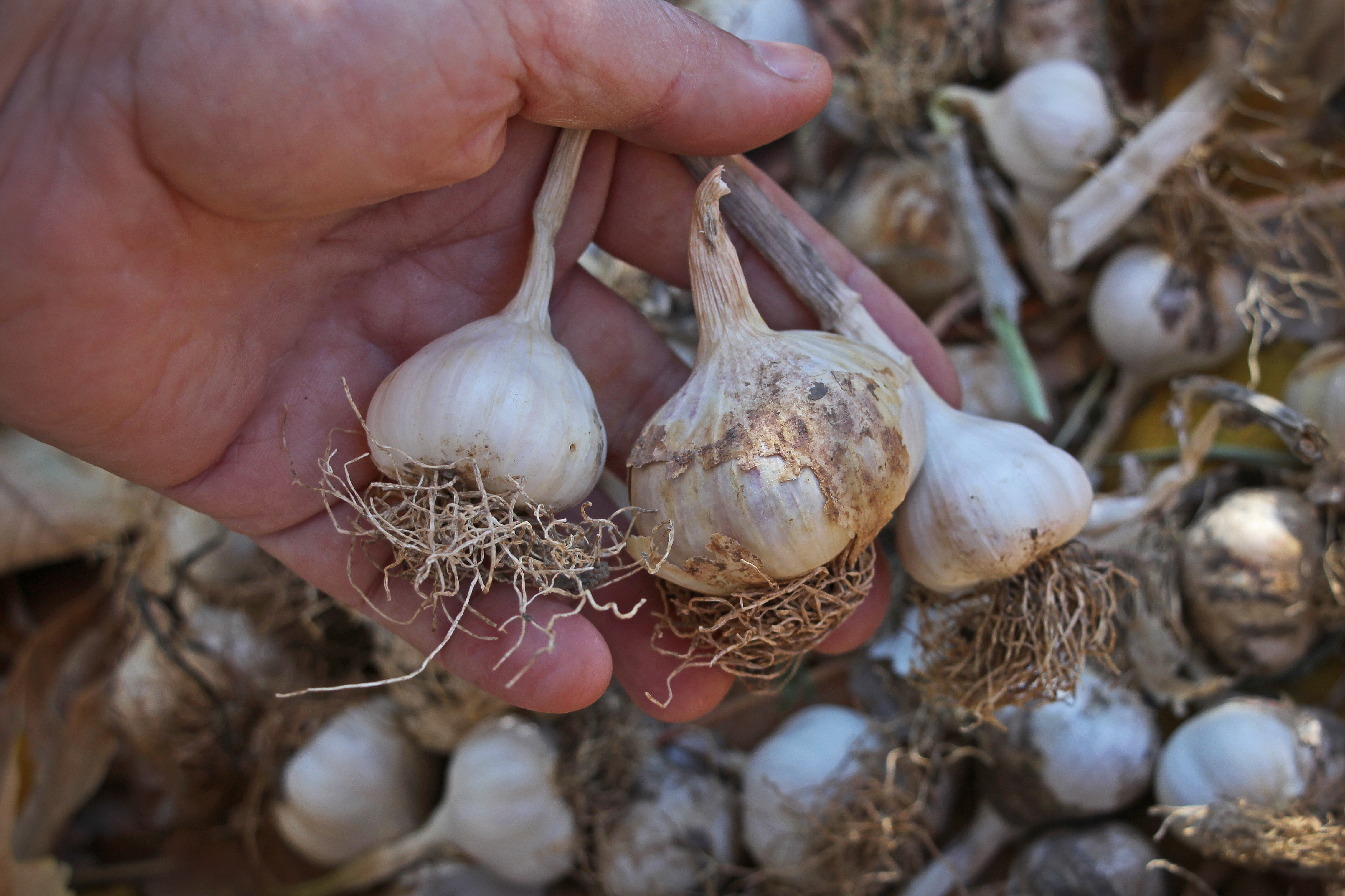 GARLIC BENEFITS  GARLIC FARMING  വെളുത്തുള്ളി വളര്‍ത്തല്‍ ടിപ്‌സ്  FARMING TIPS MALAYALAM