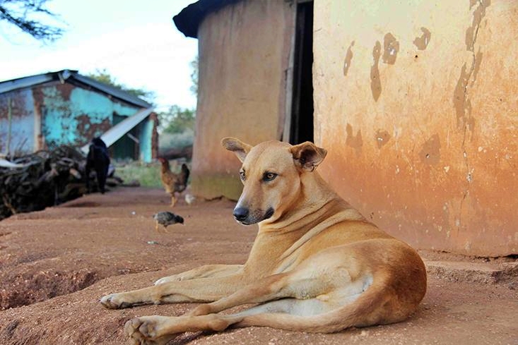 RESEARCH ON DOGS