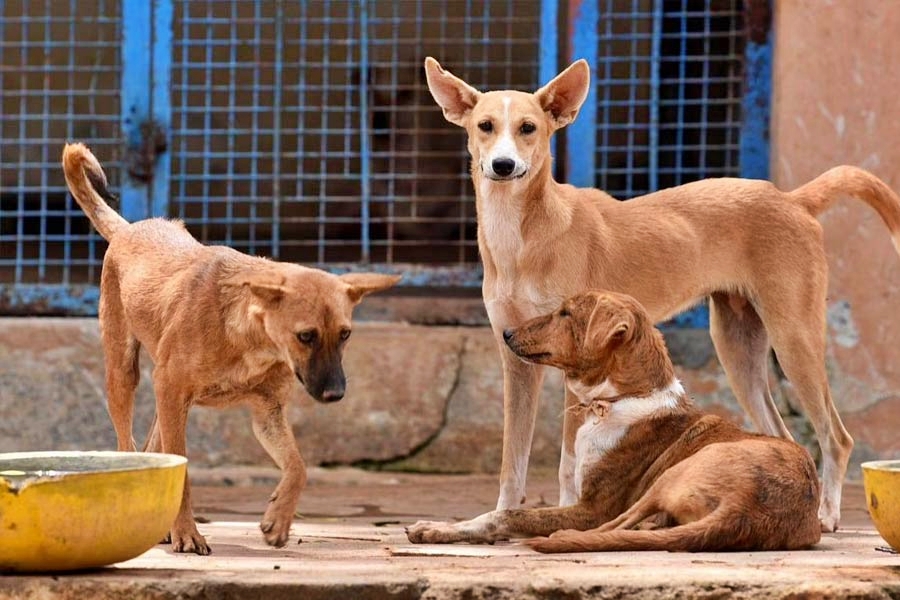 RESEARCH ON DOGS