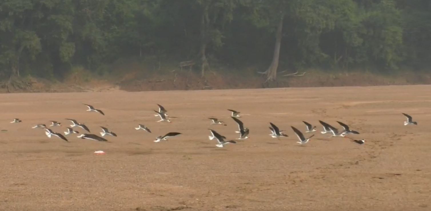 ରାଜ୍ୟରେ ଶୀତକାଳୀନ ବିଦେଶୀ ପକ୍ଷୀ ଗଣନା ଆରମ୍ଭ