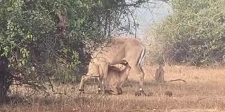 PANNA NILGAI FEEDING VIDEO