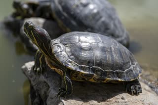 Turtle buried in Indore District Hospital premises