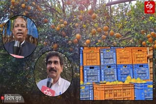 Vidarbha oranges how to get a premium market, what experts says, read ETV Bharat special report