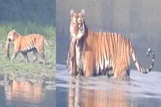 Kaziranga National Park