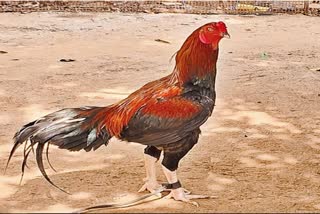 COCKFIGHTING AUCTION ANDHRA PRADESH  DEAD ROOSTER IN COCKFIGHT AUCTION  LATEST MALAYALAM NEWS  COCKFIGHTS GAMBLING