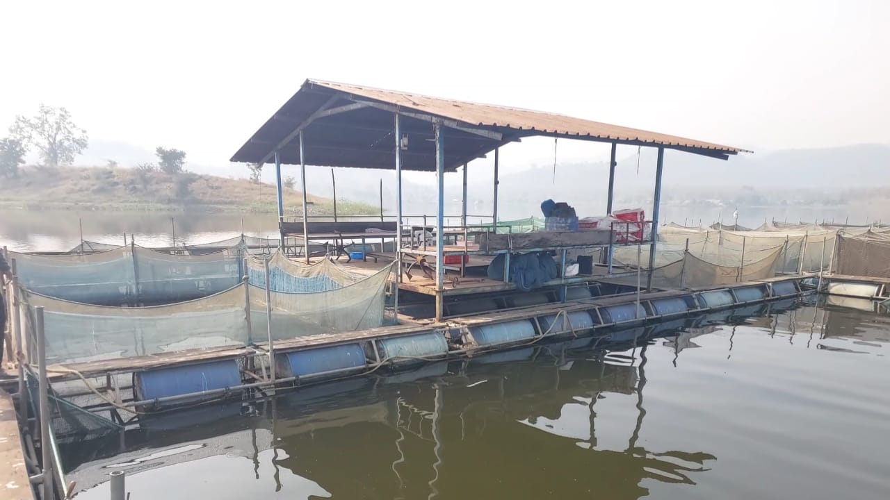 Cage fish farming