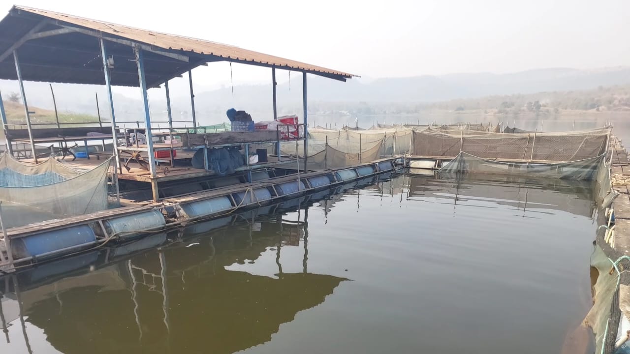 Cage fish farming