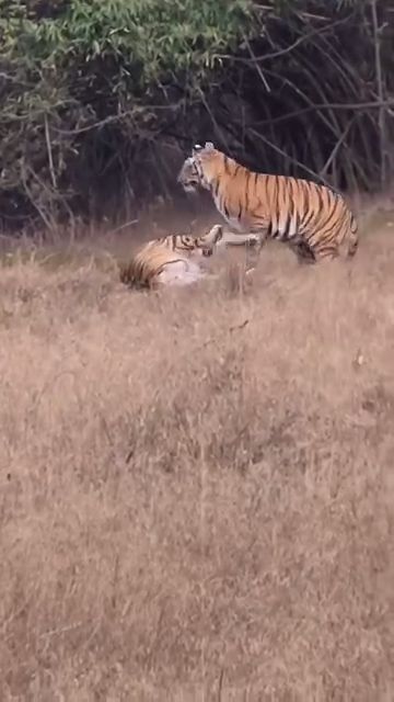 Katibah Tigress Bandhavgarh