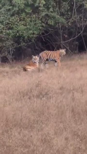 Tigress fun video Bandhavgarh