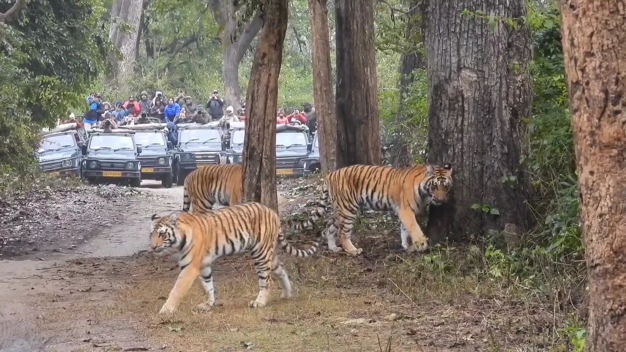 TIGER ATTACKS IN UTTARAKHAND