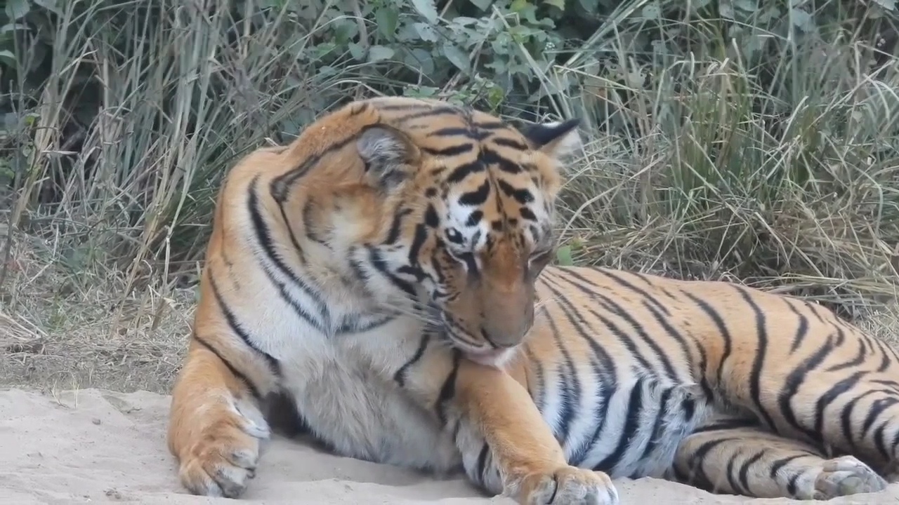 TIGER ATTACKS IN UTTARAKHAND