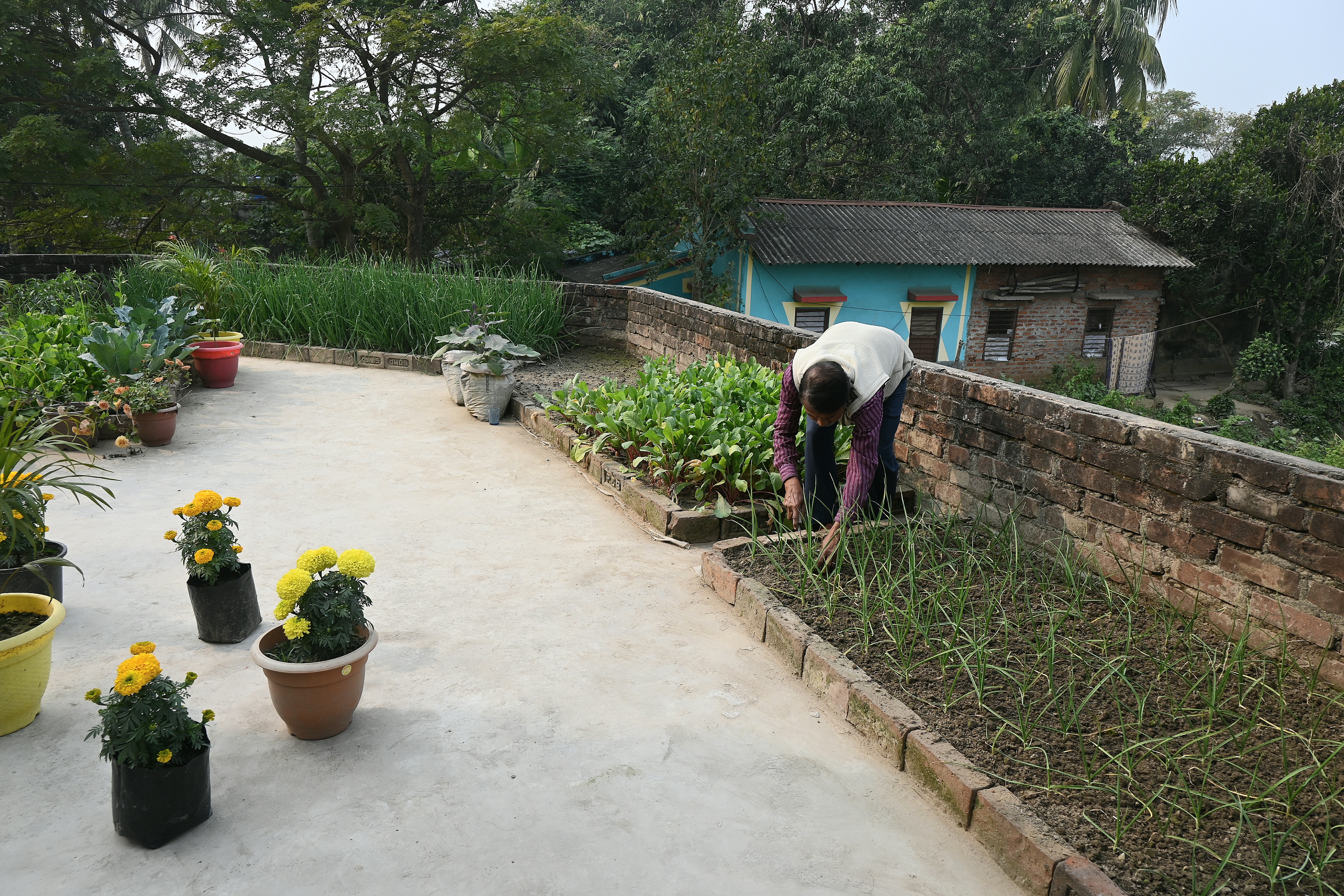 kitchen garden in School