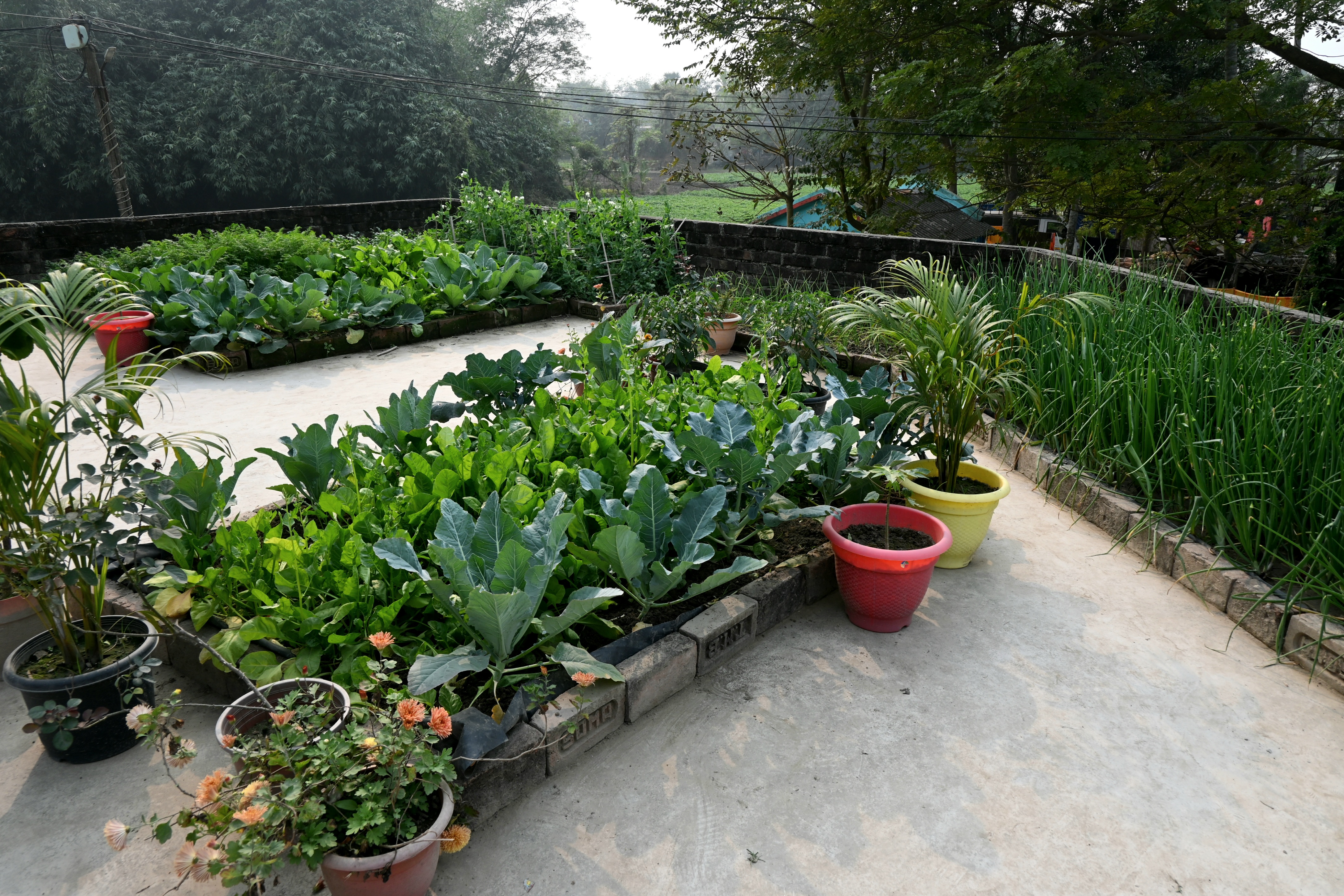 kitchen garden in School