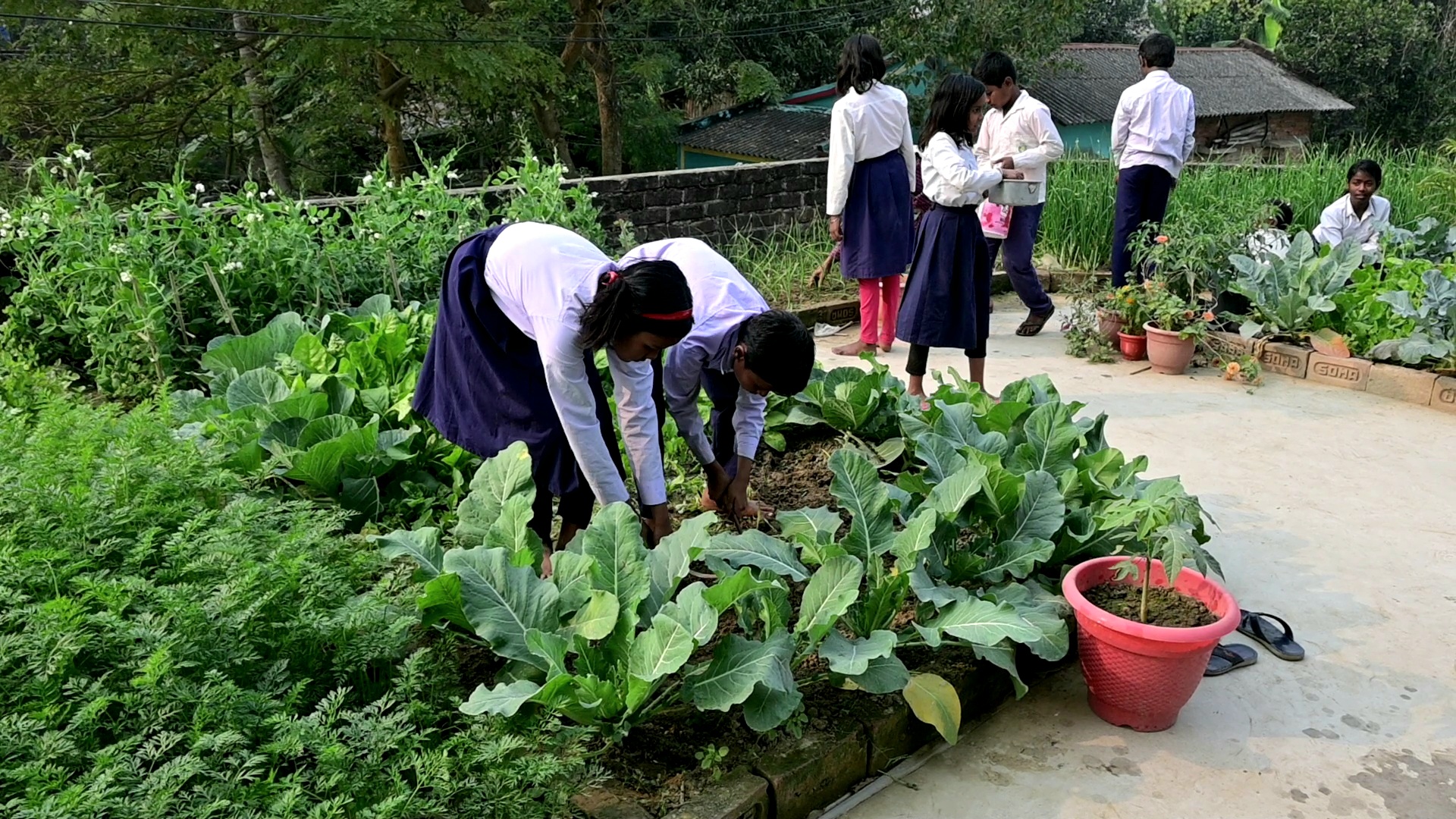 kitchen garden in School