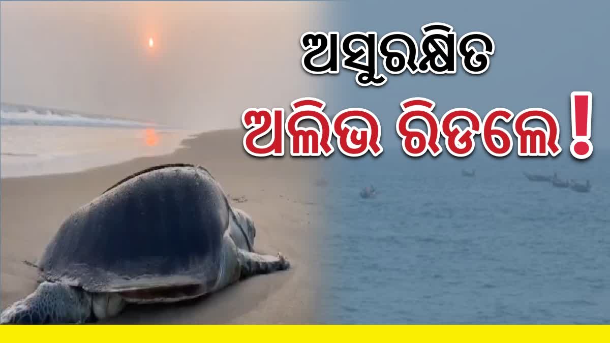 Olive Ridley Death