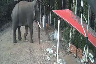 Chikkamagaluru Wild Elephant