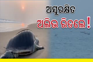 Olive Ridley Death