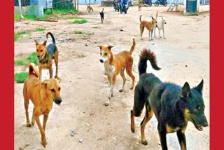 30 Sheeps Killded in Dogs Attack at Jagtial