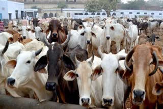 cows dead bodies found in forest