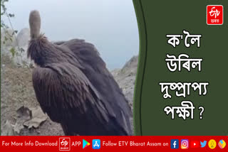 Himalayan vulture