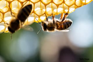 Bees attack guests at wedding