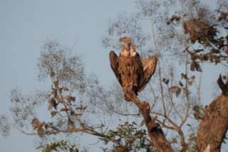 seven species of vultures in panna