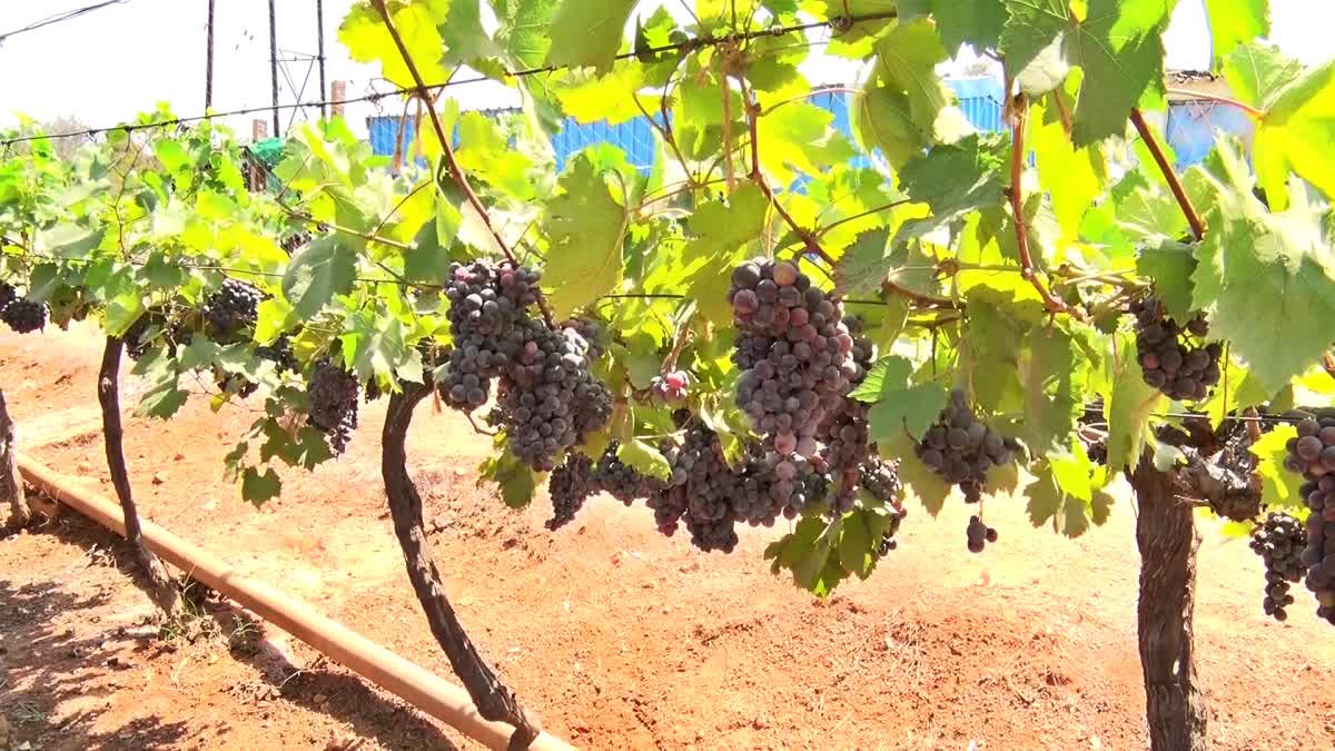 Grape Cultivation iN Sri Konda Laxman UNIVERSITY