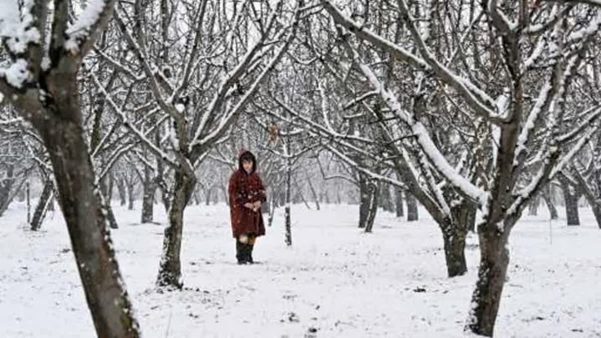 This picture taken on January 16, 2025, shows a Kashmiri child standing amid snow laden apple trees at an orchard in Dirhama village of Anantnag district, Jammu and Kashmir.