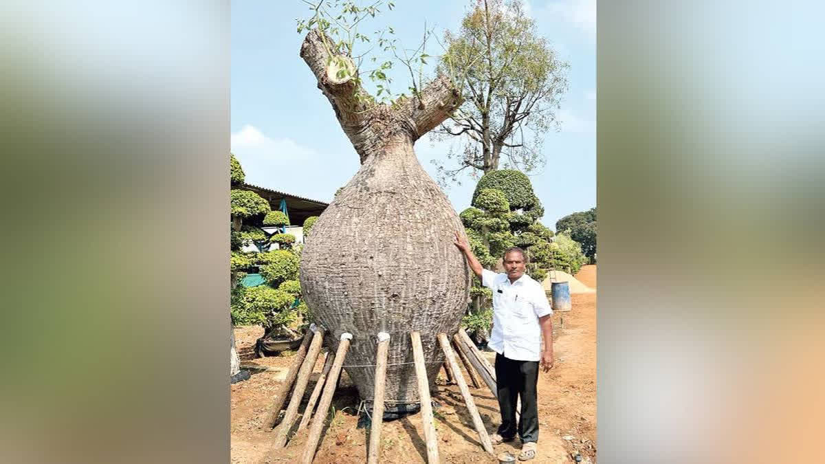 Shivanjaneya Nursery head Mallu Polaraju displaying rare tree