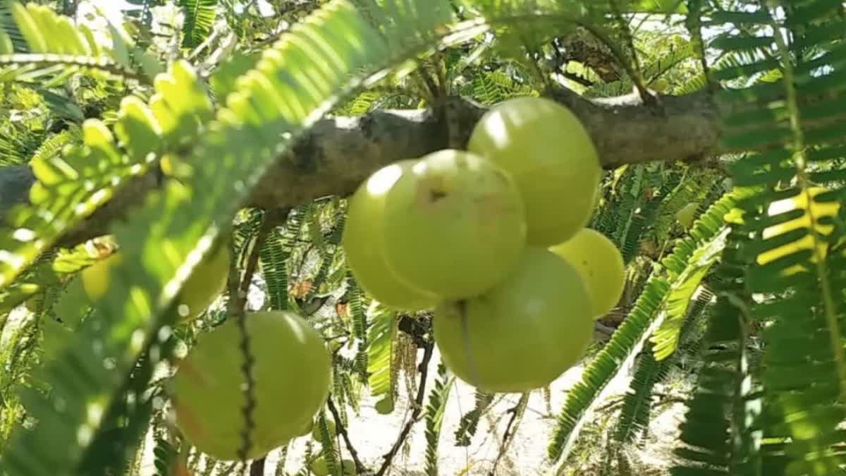 BENEFITS OF AMLA