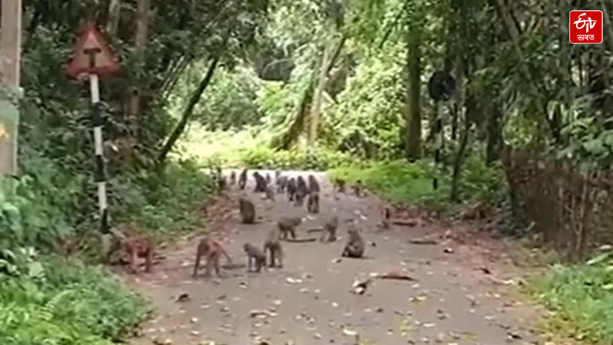 Farmers have not been able to cultivate due to monkey menace in several villages of Nagaon