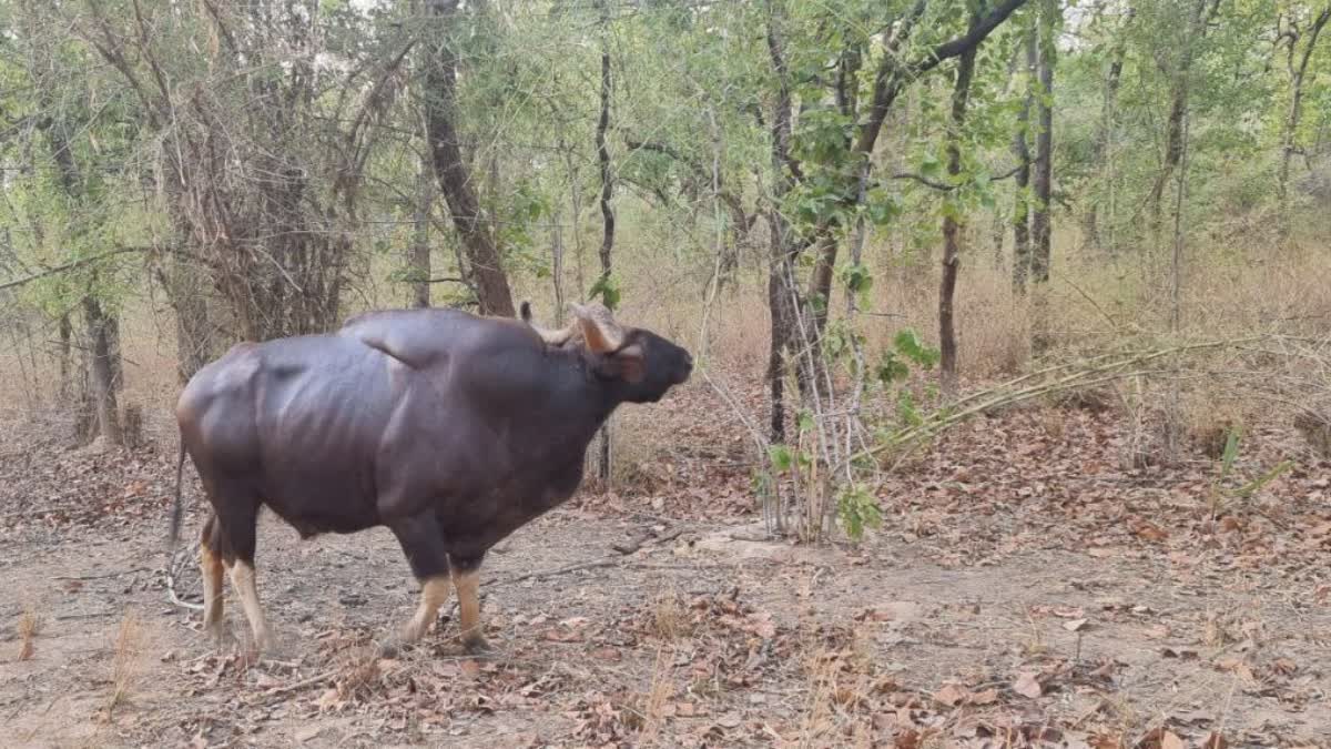 50 BISON SHIFTED TO BANDHAVGARH