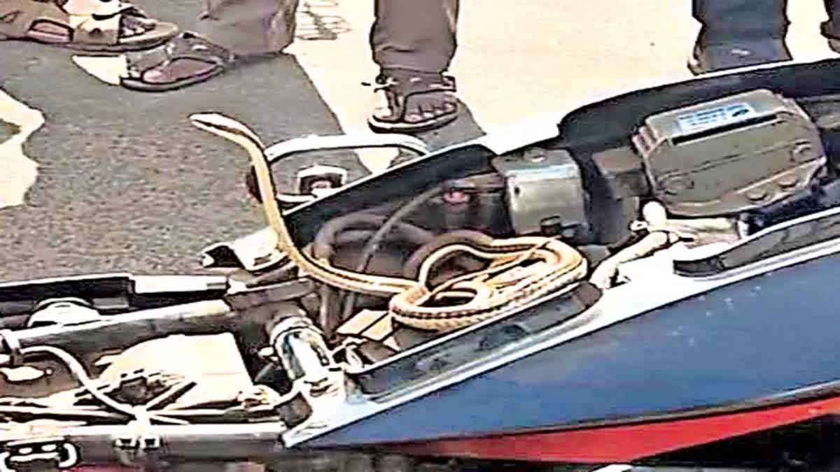 SNAKE IN BIKE AT PALASA TOWN