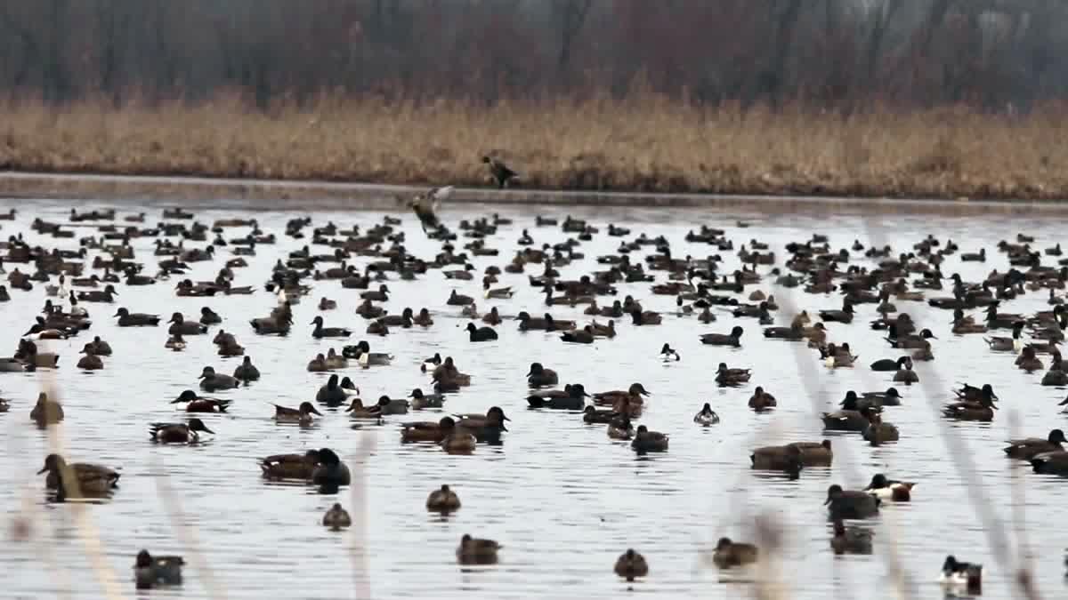 Kashmir's Wetlands To Host Major 2025 Waterbird Census on Wednesday