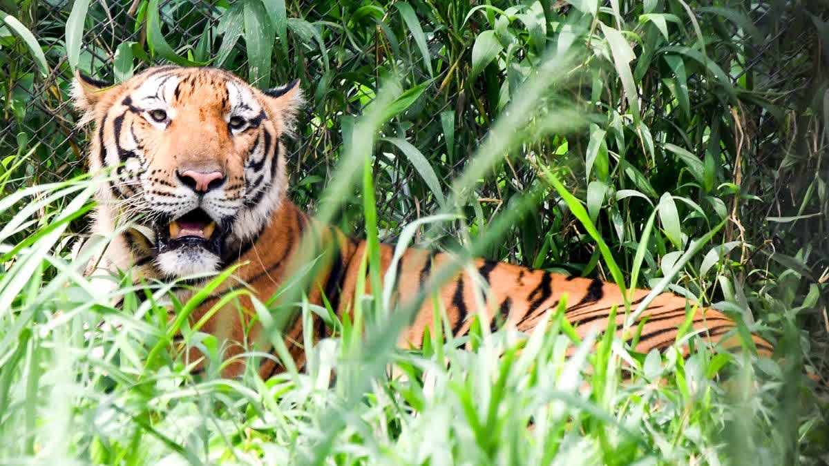 प्रतीकात्मक तस्वीर