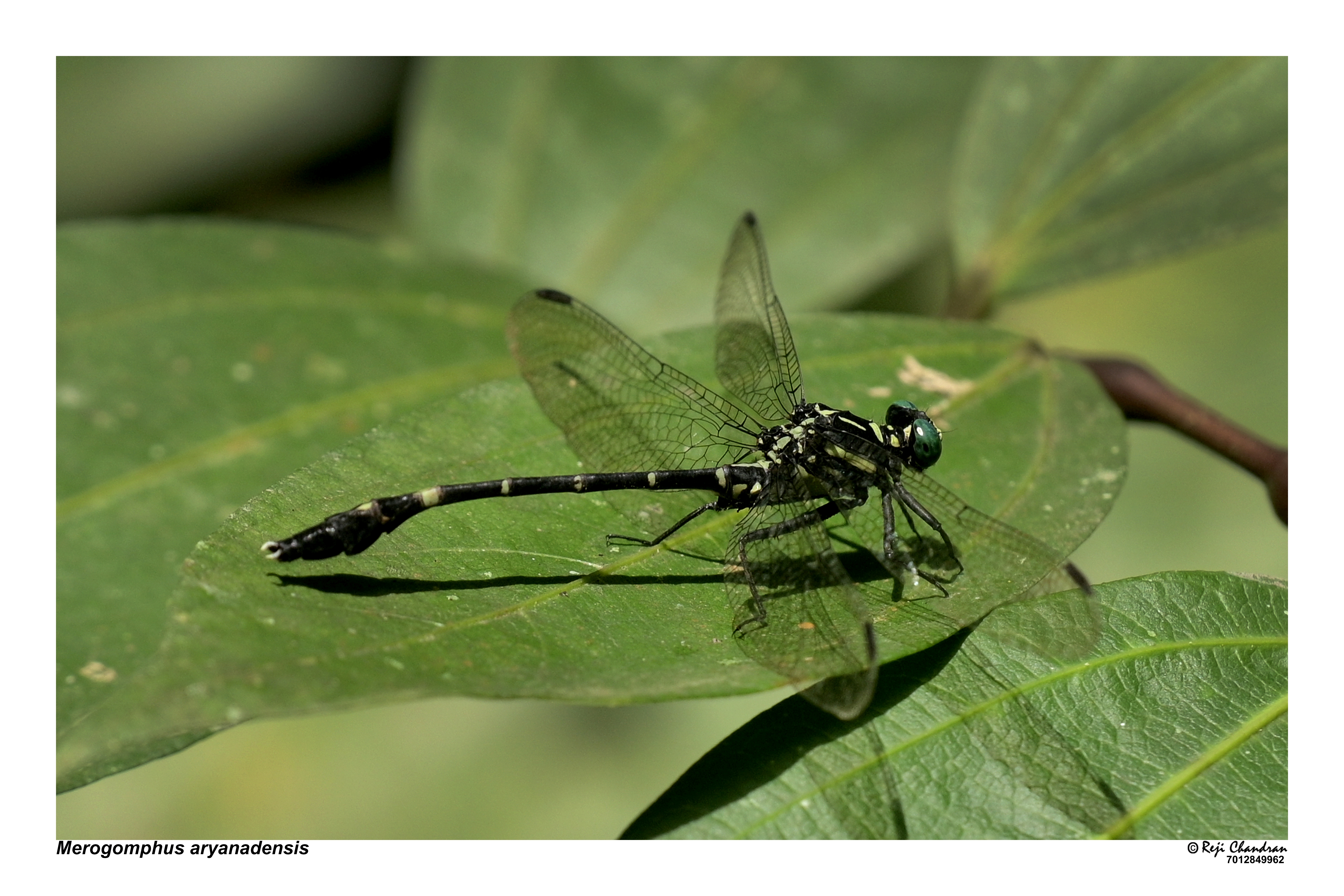 NEW DRAGONFLY FOUND IN TRIVANDRUM  DRAGONFLY NAMED AFTER ARYANAD  MEROGOMPHUS ARYANADENSIS  തുമ്പിക്ക് ആര്യനാടിന്‍റെ പേര്