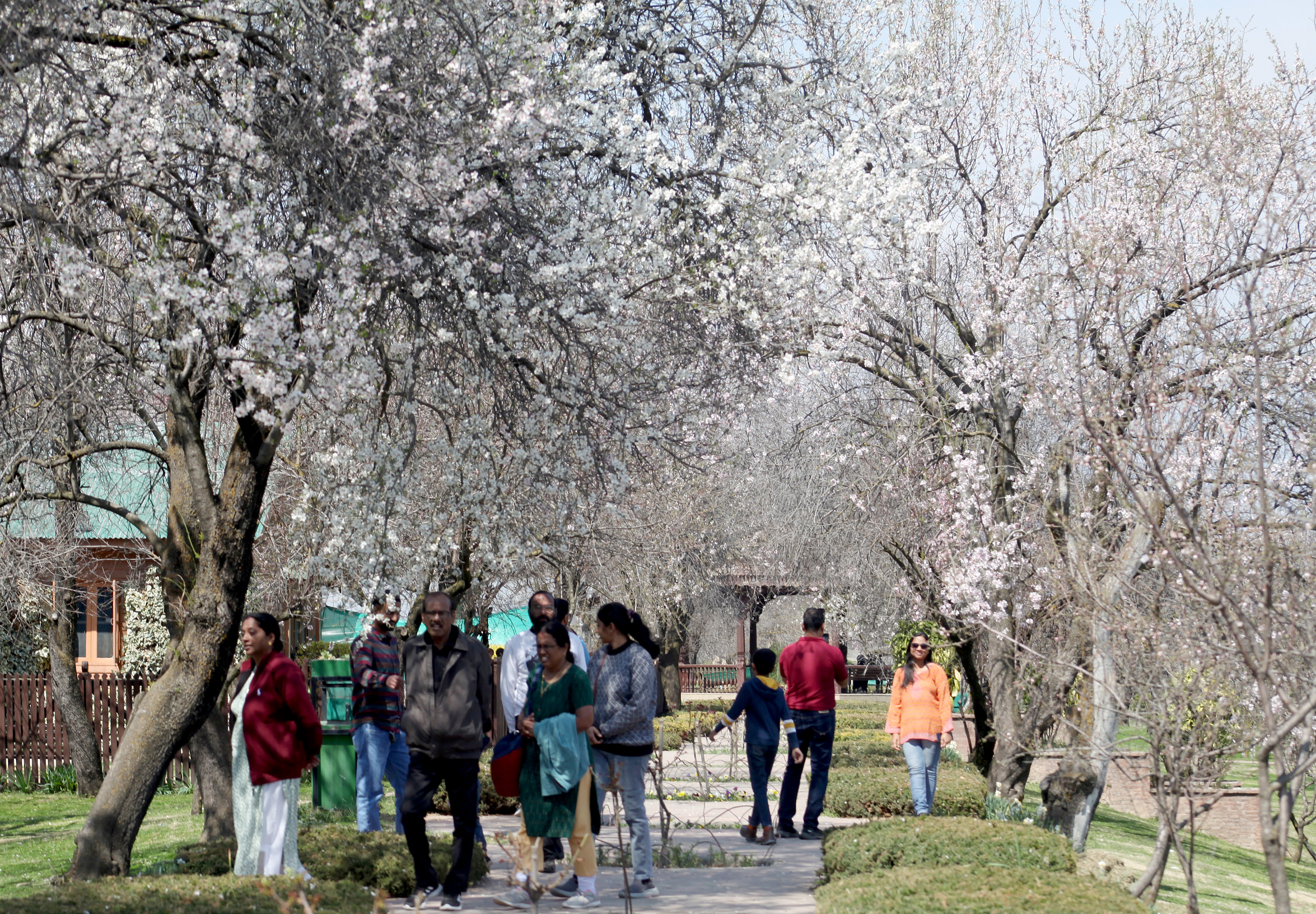 Tourists walk past almond blossoms as spring arrives after a long spell of winter in an orchard at Badamwari, in Srinagar