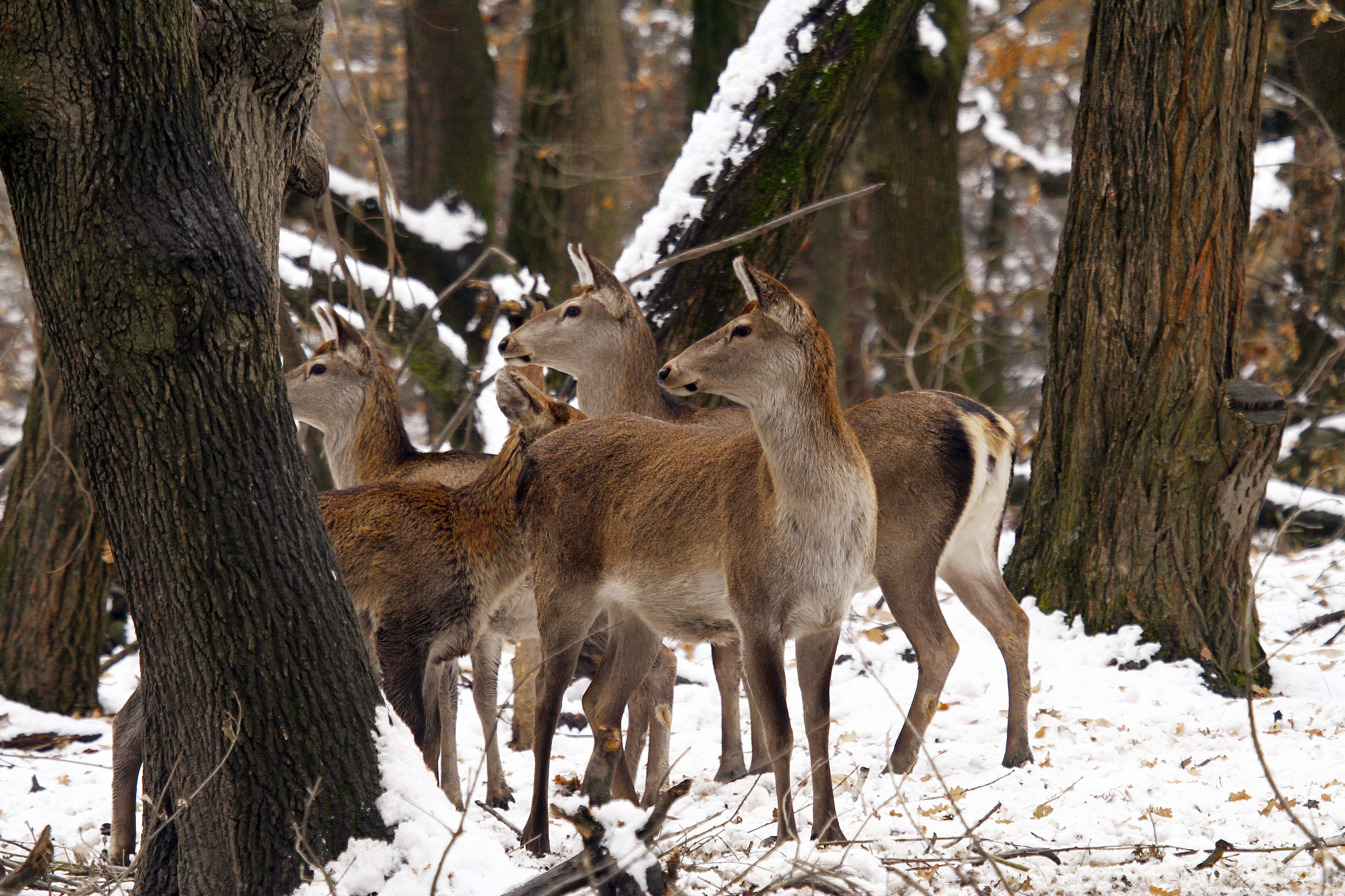 Kashmir stags or Hangul are seen in the snow-covered mountains of Dachigam Wildlife sanctuary on the outskirts of Srinagar