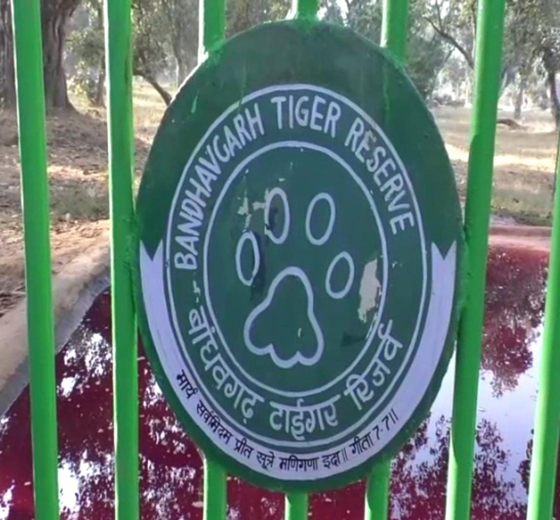 BISON IN BANDHAVGARH TIGER RESERVE