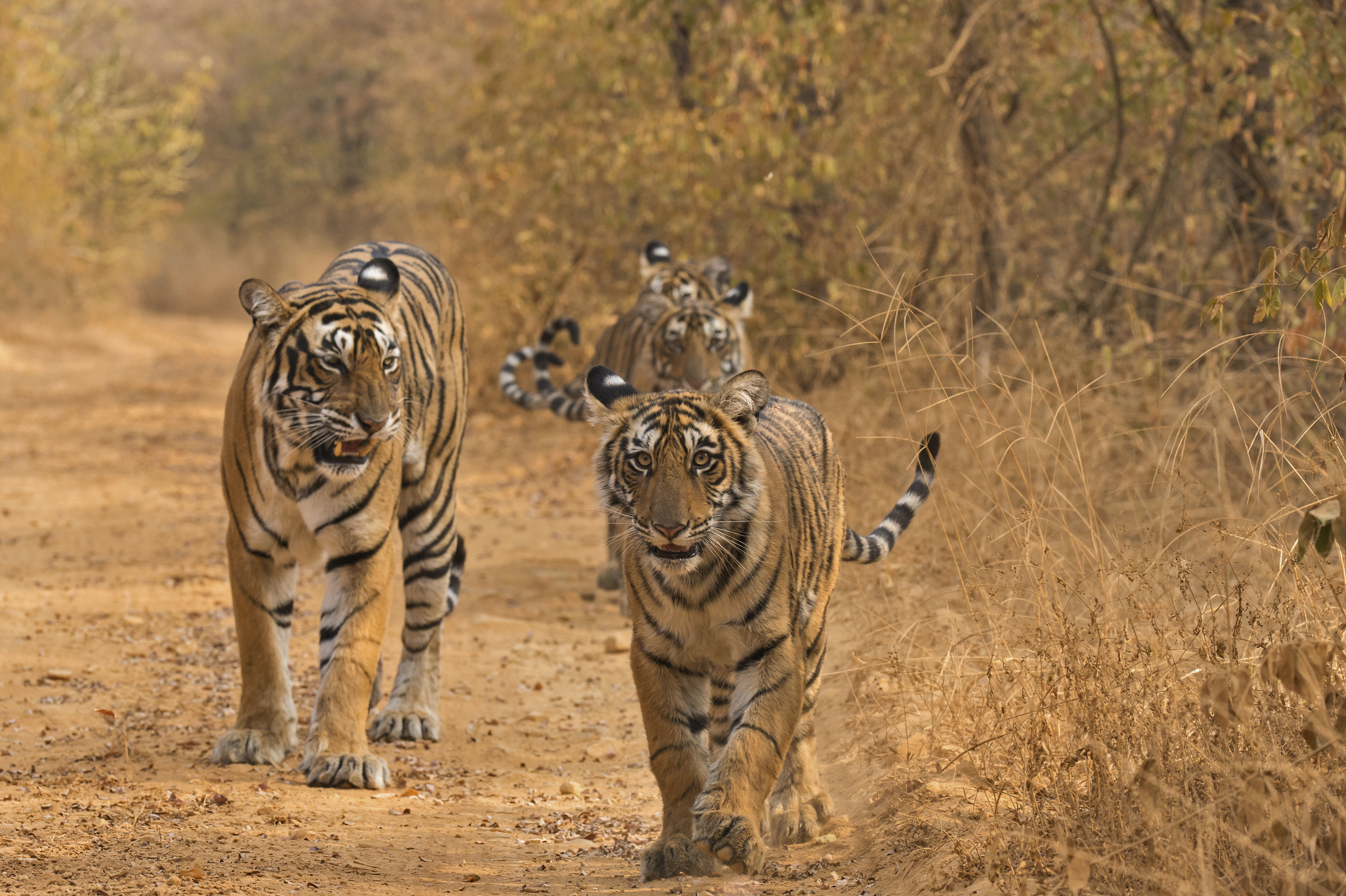 PENCH TIGER RESERVE BUFFER ZONE