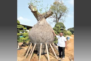 135 Years Old Tree in kadiyam Nursery