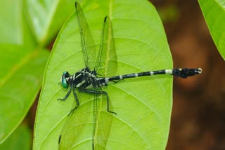 NEW DRAGONFLY FOUND IN TRIVANDRUM  DRAGONFLY NAMED AFTER ARYANAD  MEROGOMPHUS ARYANADENSIS  തുമ്പിക്ക് ആര്യനാടിന്‍റെ പേര്