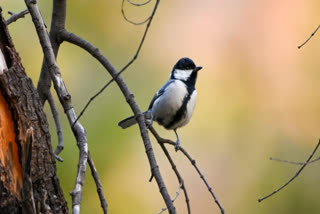 MIGRATING  BIRDS IN AJMER